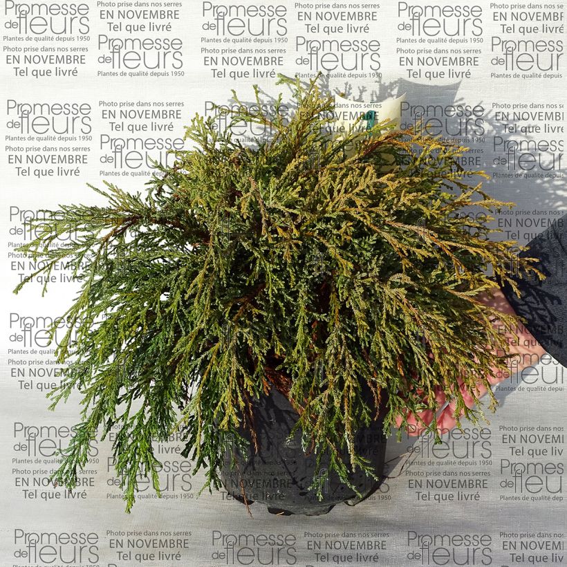 Esempio di esemplare Chamaecyparis pisifera Kaatje Vaso da 2L/3L come consegnato
