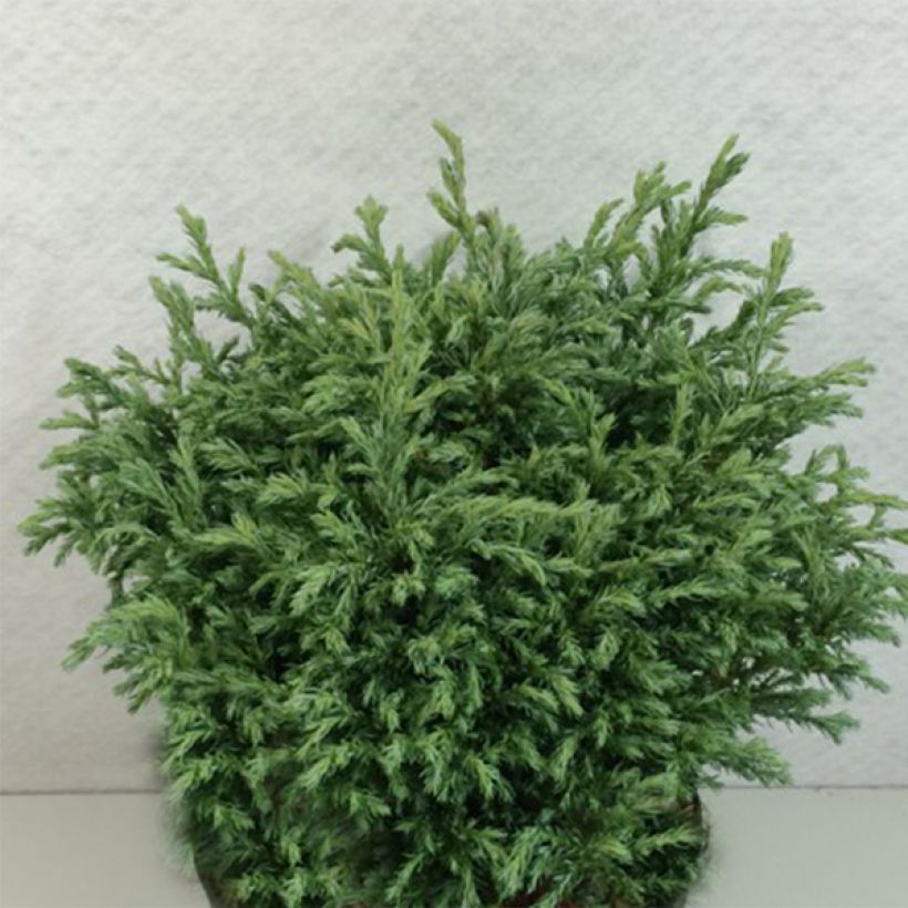 Chamaecyparis pisifera Lieve (Porto)