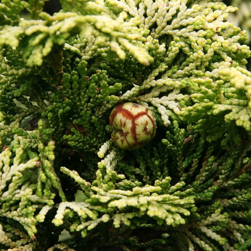 Chamaecyparis obtusa Nana Aurea - Cipresso di Hinoki (Raccolta)