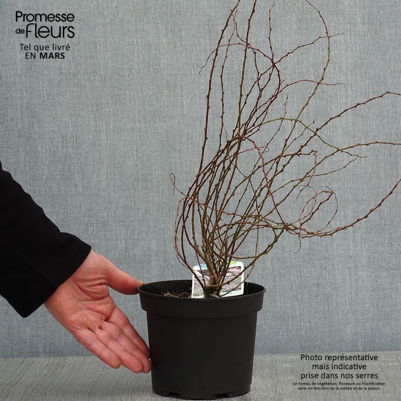 Chamaecytisus purpureus - Citiso purpureo Vaso da 3L/4L esemplare consegnato in inverno
