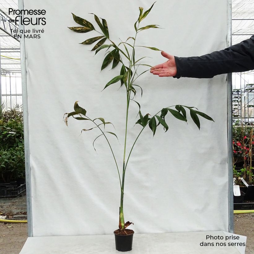 Chamaedorea klotzschiana - Palma Vaso da Ø 12 cm / 13 cm esemplare consegnato in primavera