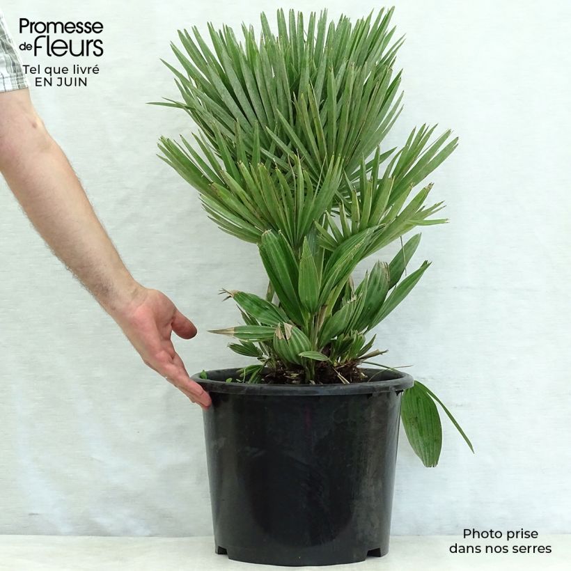 Esemplare di Chamaerops humilis Compacta - Palma di San Pietro Vaso da 6L/7L consegnato in estate