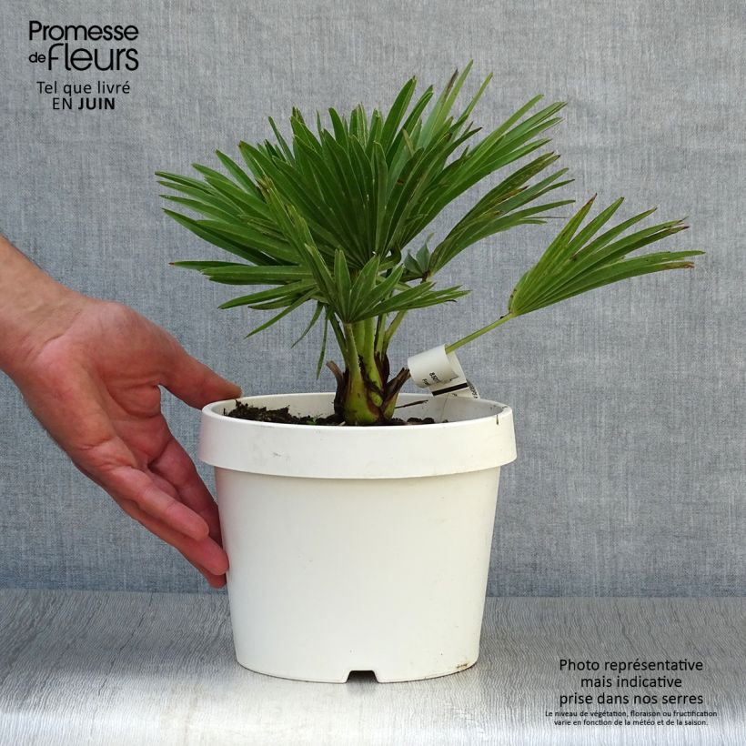 Esemplare di Chamaerops humilis Compacta - Palma di San Pietro Vaso da 2L/3L consegnato in estate
