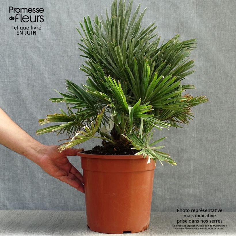 Esemplare di Chamaerops humilis Compacta - Palma di San Pietro Vaso da 4L/5L consegnato in estate