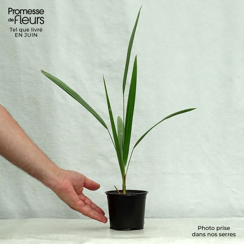 Esemplare di Chamaerops humilis - Palma di San Pietro Vaso da Ø 12 cm / 13 cm consegnato in estate