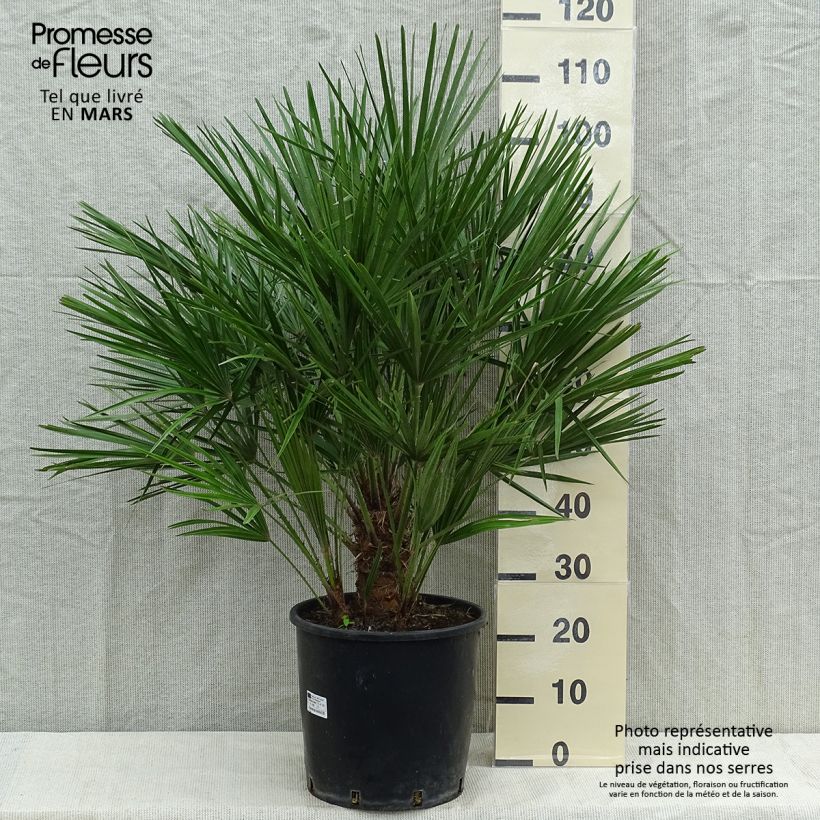 Esemplare di Chamaerops humilis - Palma di San Pietro Vaso da 12L/15L consegnato in estate