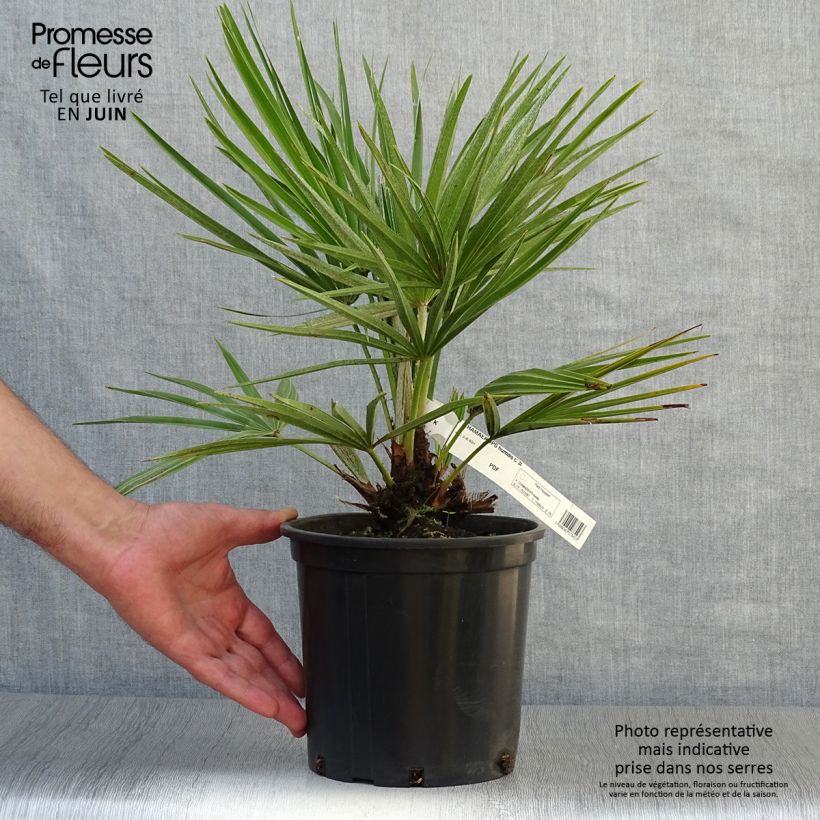 Esemplare di Chamaerops humilis - Palma di San Pietro Vaso da 2L/3L consegnato in estate