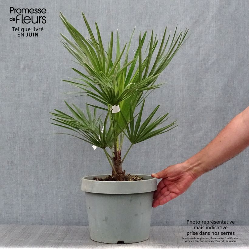 Esemplare di Chamaerops humilis - Palma di San Pietro Vaso da 6L/7L consegnato in estate