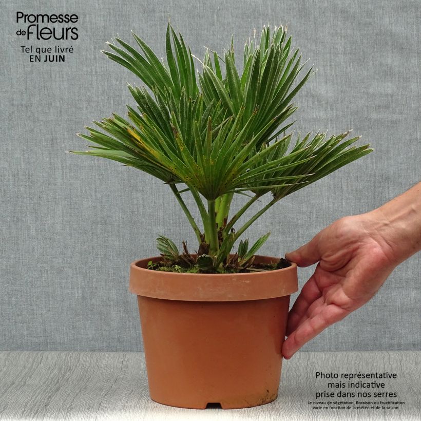 Esemplare di Chamaerops humilis Vulcano - Palma di San Pietro Vaso da 2L/3L consegnato in estate