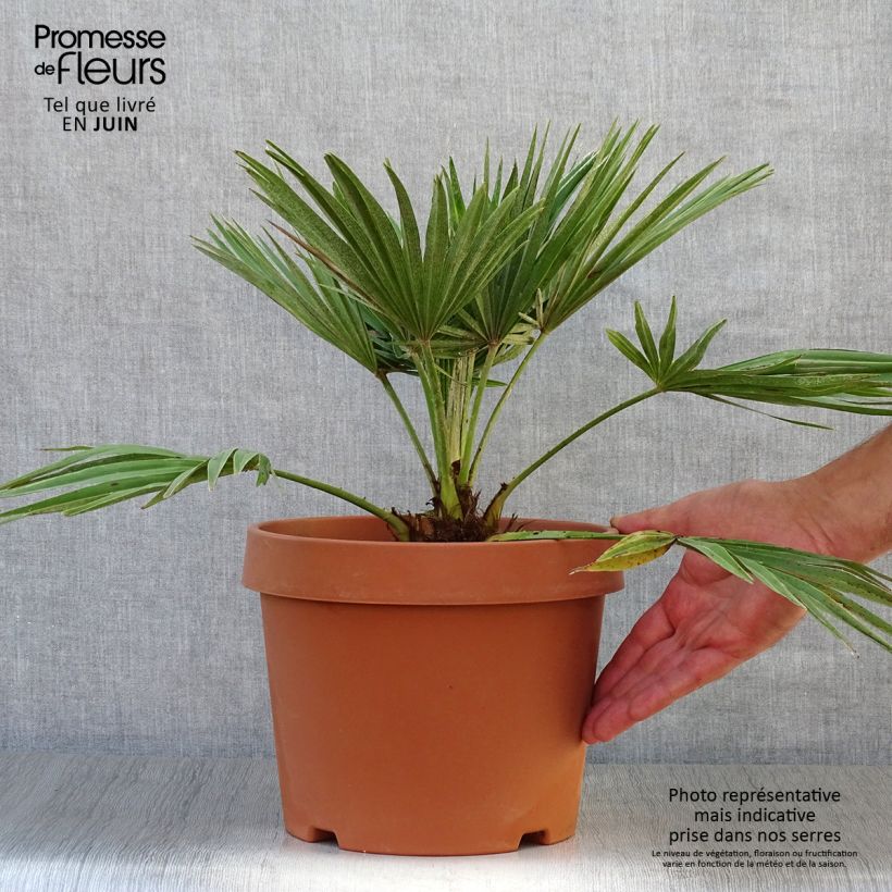 Esemplare di Chamaerops humilis Vulcano - Palma di San Pietro Vaso da 4L/5L consegnato in estate