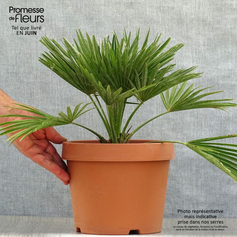 Esemplare di Chamaerops humilis Vulcano - Palma di San Pietro Vaso da 6L/7L consegnato in estate
