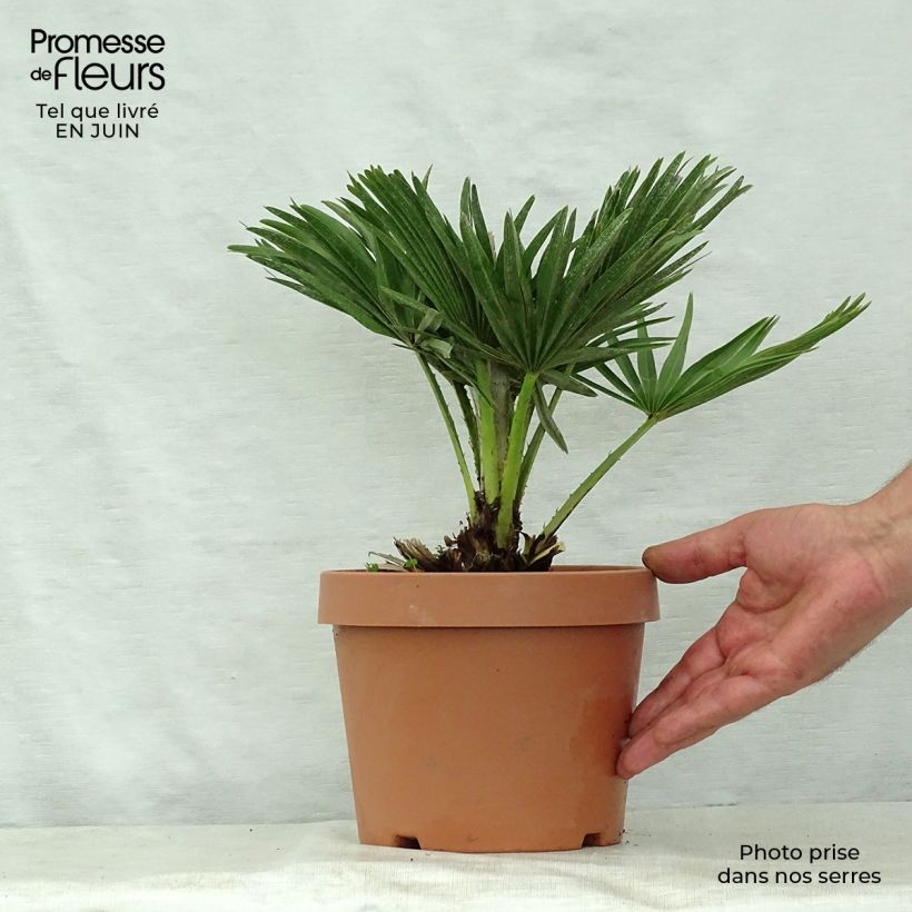 Esemplare di Chamaerops humilis var. cerifera - Palma di San Pietro Vaso da 3L/4L consegnato in estate