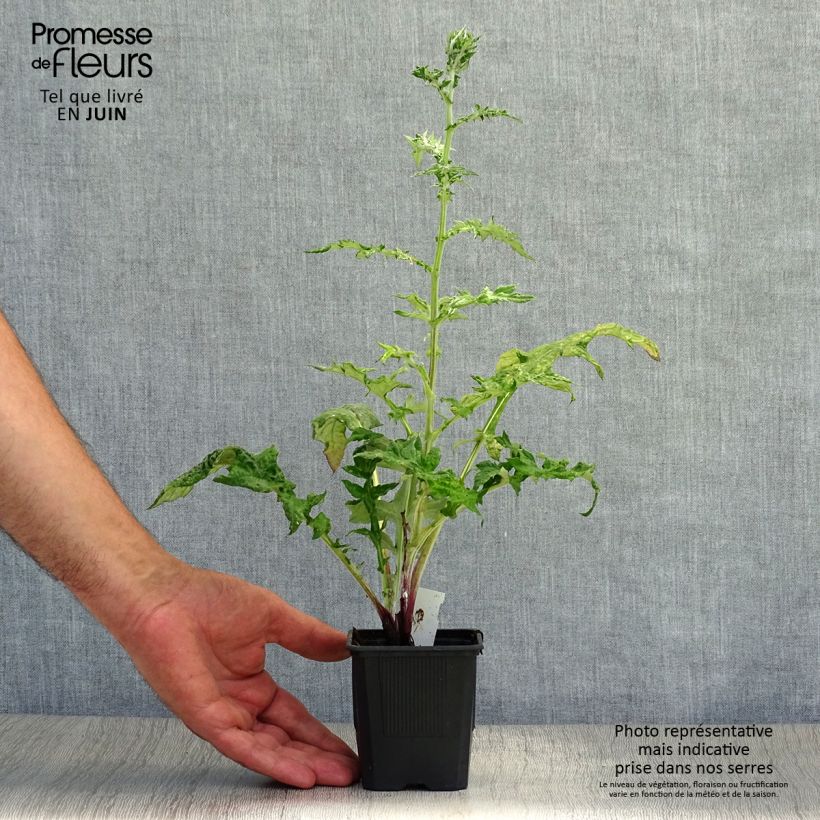Esemplare di Echinops bannaticus Star Frost - Cardo pallottola Vasetto da 8/9 cm consegnato in estate