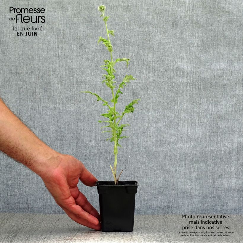 Esemplare di Echinops ritro - Cardo-pallottola coccodrillo Vasetto da 7/8 cm consegnato in estate