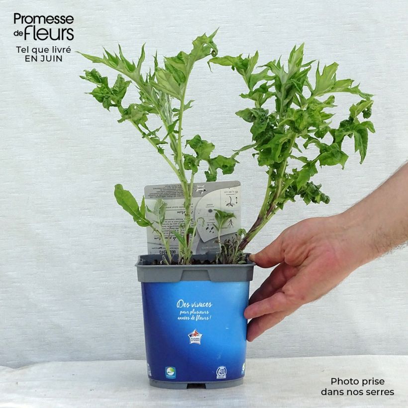 Esemplare di Echinops ritro - Cardo-pallottola coccodrillo Vaso da 2L/3L consegnato in estate