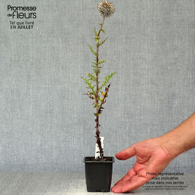 Esemplare di Echinops sphaerocephalum Arctic Glow - Cardo-pallottola maggiore Vasetto da 8/9 cm consegnato in estate