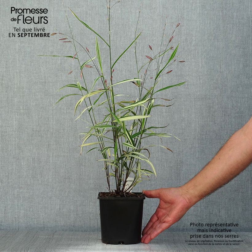 Esemplare di Chasmanthium latifolium River Mist Vaso da 2L/3L consegnato in estate