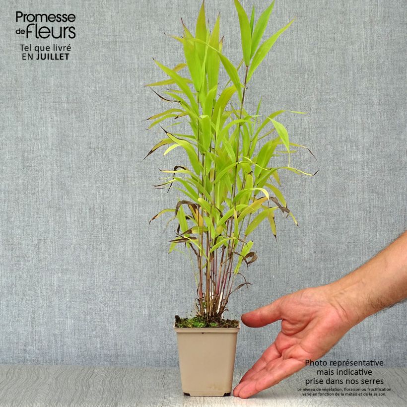 Esemplare di Chasmanthium latifolium Vasetto da 8/9 cm consegnato in estate