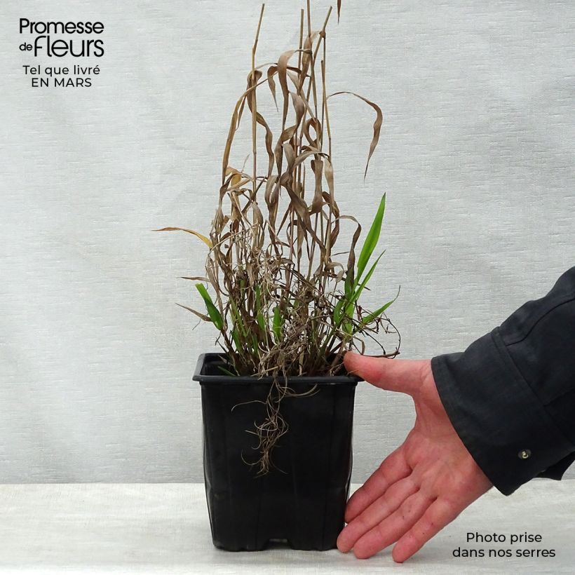 Chasmanthium latifolium - Uniola latifolia en pot de 2/3L esemplare consegnato in primavera