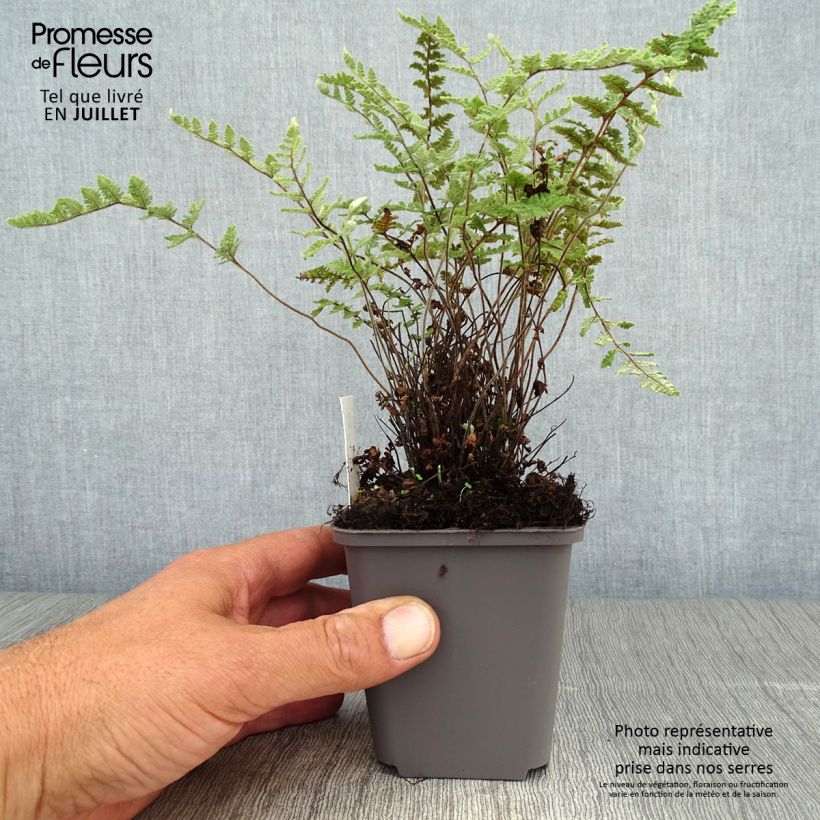 Esemplare di Cheilanthes lanosa - Felce Vasetto da 8/9 cm consegnato in estate