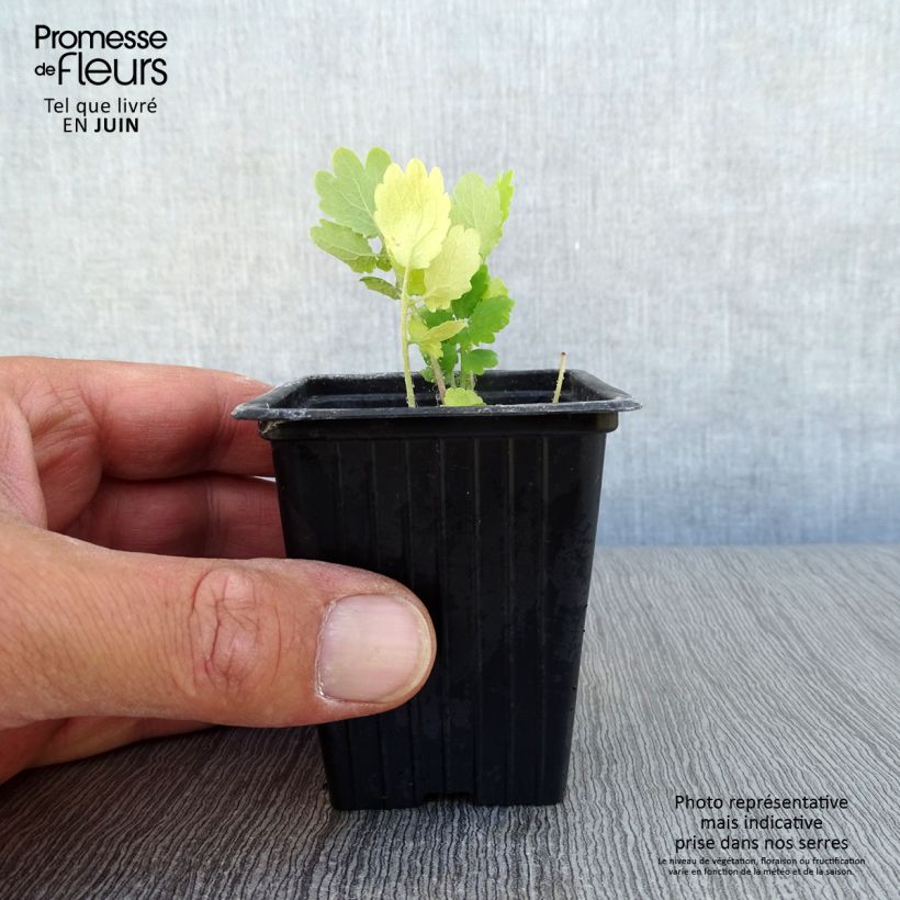 Esemplare di Chelidonium majus - Erba porraia Vasetto da 7/8 cm consegnato in estate
