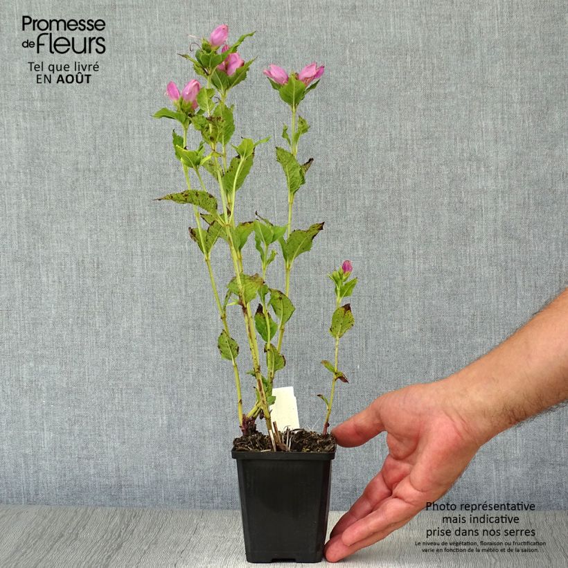 Esemplare di Chelone obliqua - Testa di tartaruga Vasetto da 8/9 cm consegnato in estate