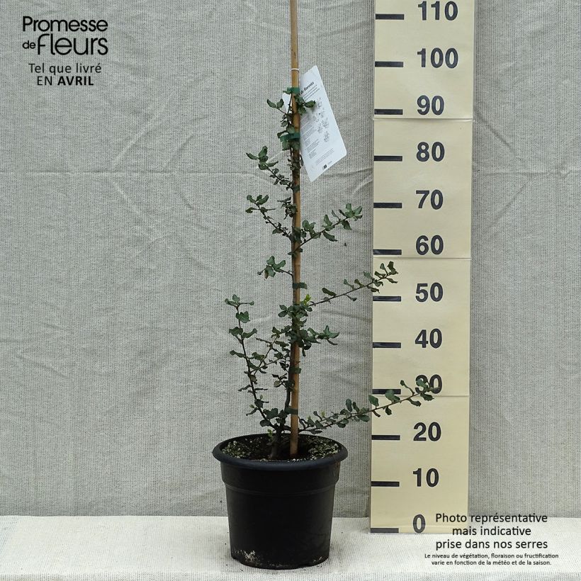 Quercus suber - Quercia da sughero Vaso da 7,5L/10L esemplare consegnato in primavera