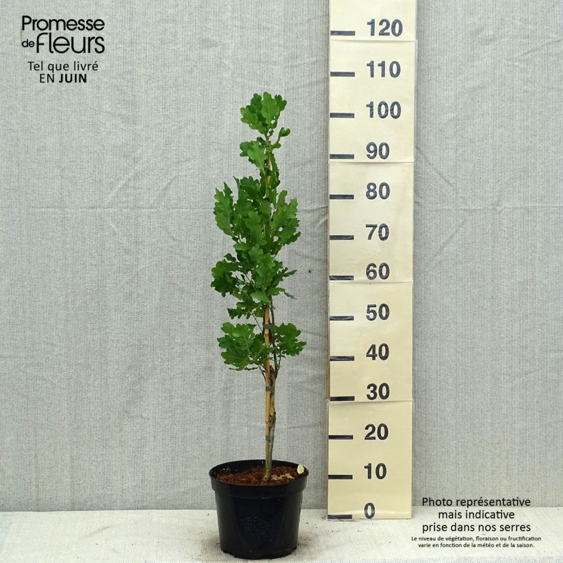 Esemplare di Quercus robur Fastigiata - Farnia Vaso da 4L/5L consegnato in estate