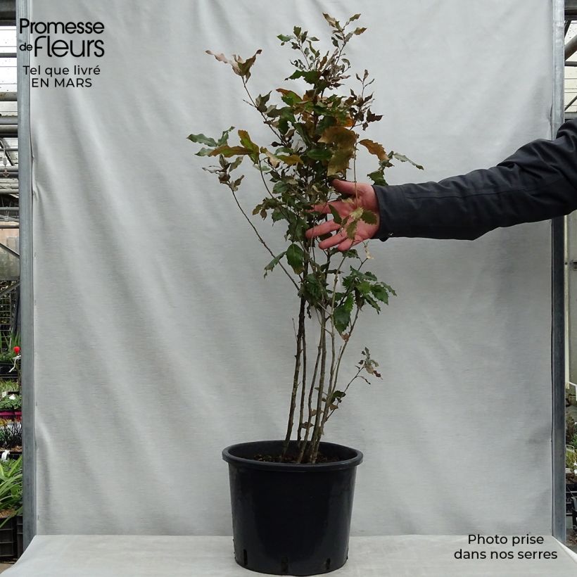Quercus ilex - Quercia leccio Vaso da 7,5L/10L esemplare consegnato in primavera