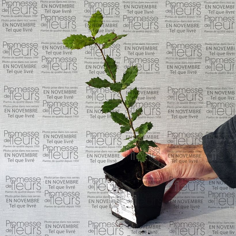 Esempio di esemplare Quercus ilex - Quercia leccio Vasetto da 8/9 cm come consegnato