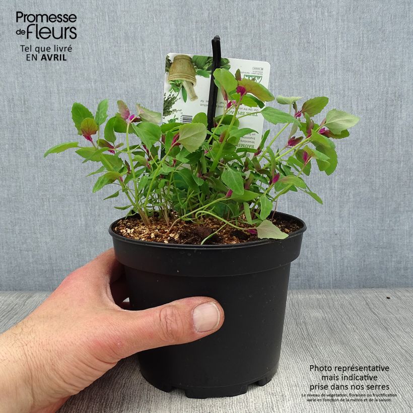Chenopodium giganteum - Farinello amaranto Vaso da 1,5L/2L esemplare consegnato in primavera
