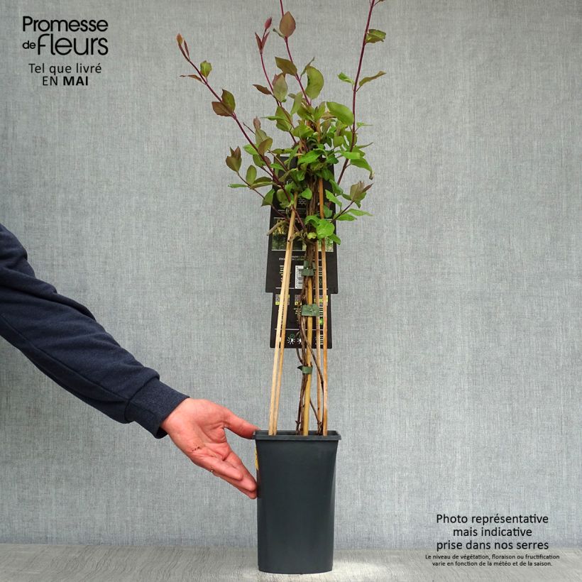 Lonicera periclymenum Belgica Select - Caprifoglio atlantico Vaso da 1,5L/2L esemplare consegnato in primavera