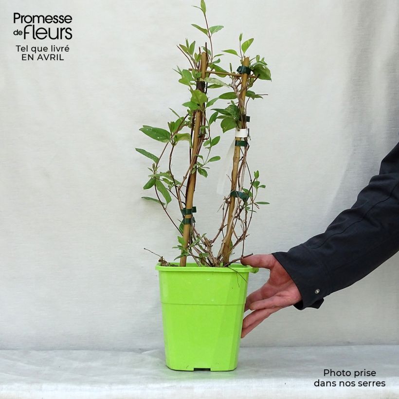 Lonicera japonica Mint Crisp - Caprifoglio giapponese Vaso da 1,5L/2L esemplare consegnato in primavera
