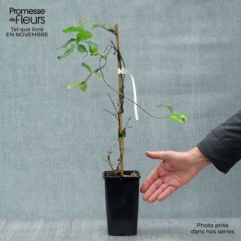 Esemplare di Lonicera Mandarin - Caprifoglio Vaso da 1,5L/2L come consegnato in autunno