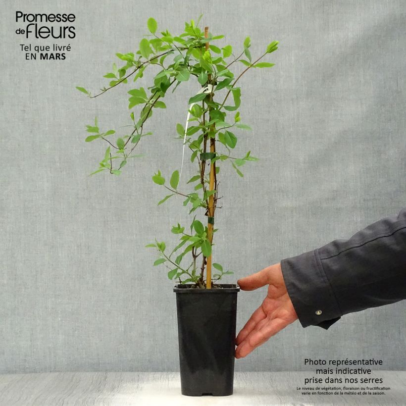 Lonicera Mandarin - Caprifoglio Vaso da 1,5L/2L esemplare consegnato in primavera