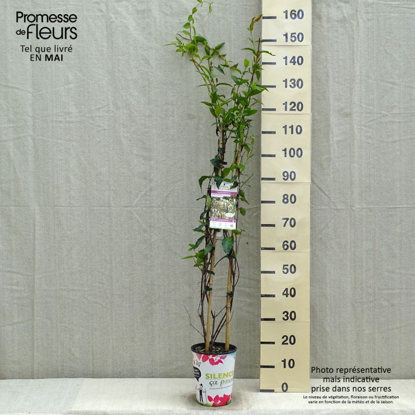 Lonicera similis var. delavayi - Caprifoglio Vaso da 4L/5L esemplare consegnato in primavera