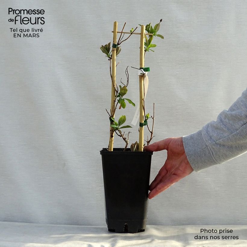 Lonicera Celestial - Caprifoglio Vaso da 2L/3L esemplare consegnato in primavera