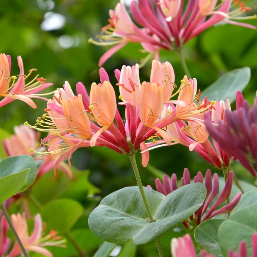 Lonicera heckrottii - Caprifoglio heckrottii (Fioritura)