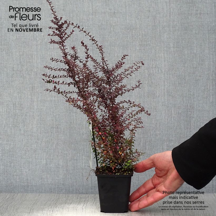 Esemplare di Lonicera nitida Ernest Wilson Vasetto da 8/9 cm come consegnato in autunno