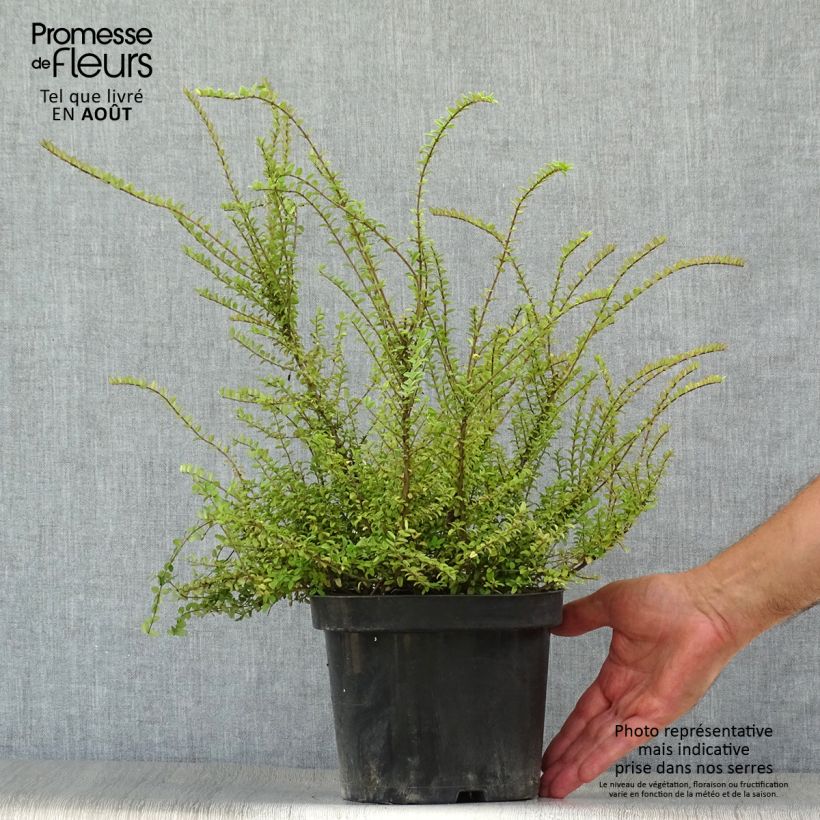 Esemplare di Lonicera nitida Ernest Wilson Vaso da 2L/3L consegnato in estate