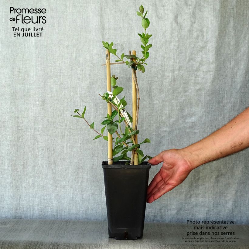 Esemplare di Lonicera periclymenum Graham thomas - Caprifoglio atlantico Vaso da 2L/3L consegnato in estate