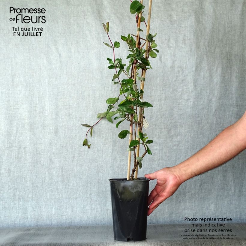 Esemplare di Lonicera periclymenum Serotina - Caprifoglio atlantico Vaso da 2L/3L consegnato in estate