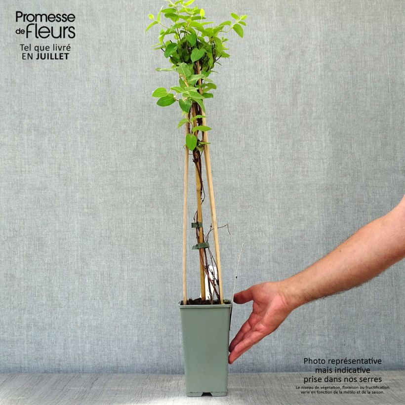 Esemplare di Lonicera japonica Halliana - Caprifoglio giapponese Vaso da 2L/3L consegnato in estate