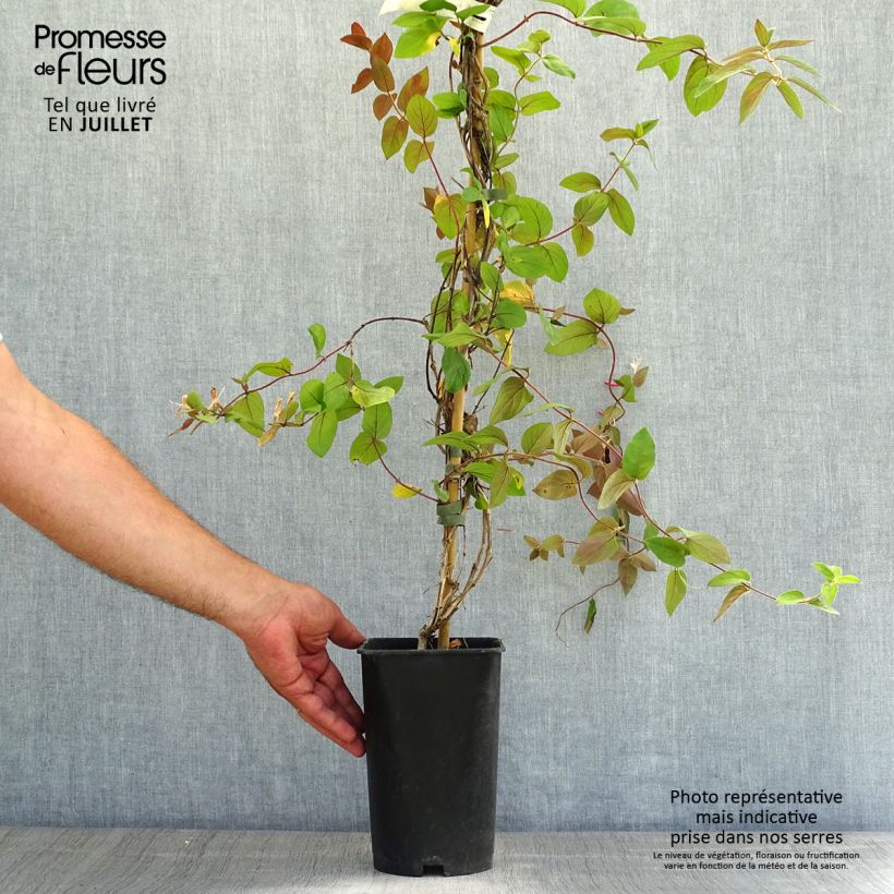Esemplare di Lonicera japonica Sinensis - Caprifoglio giapponese Vaso da 2L/3L consegnato in estate