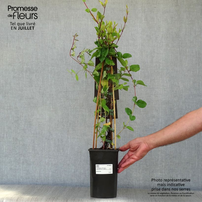 Esemplare di Lonicera japonica Red World - Caprifoglio giapponese Vaso da 2L/3L consegnato in estate
