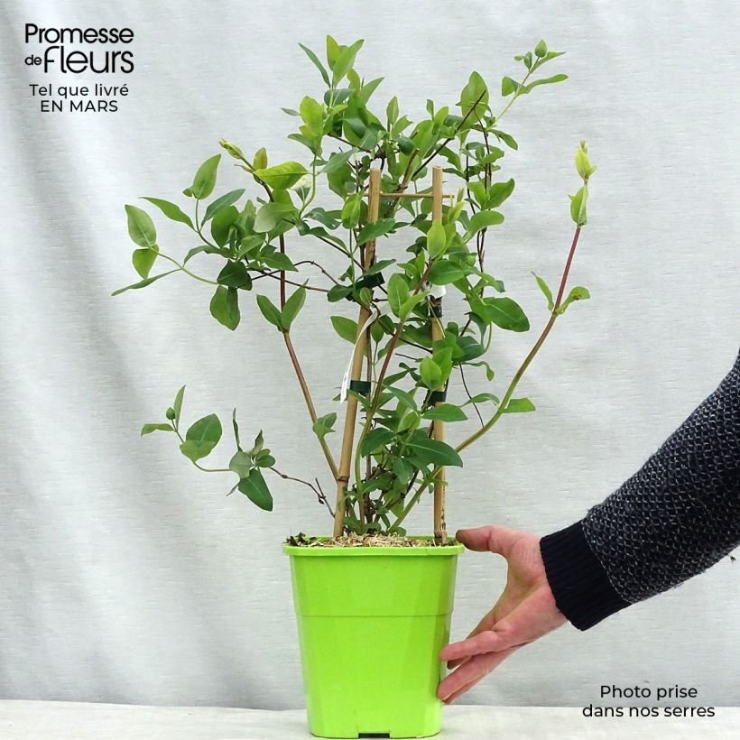 Lonicera japonica Sweet Isabel - Caprifoglio giapponese Vaso da 3L/4L esemplare consegnato in inverno