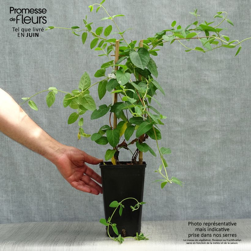 Esemplare di Lonicera japonica Hall's Prolific - Caprifoglio giapponese Vaso da 2L/3L consegnato in estate