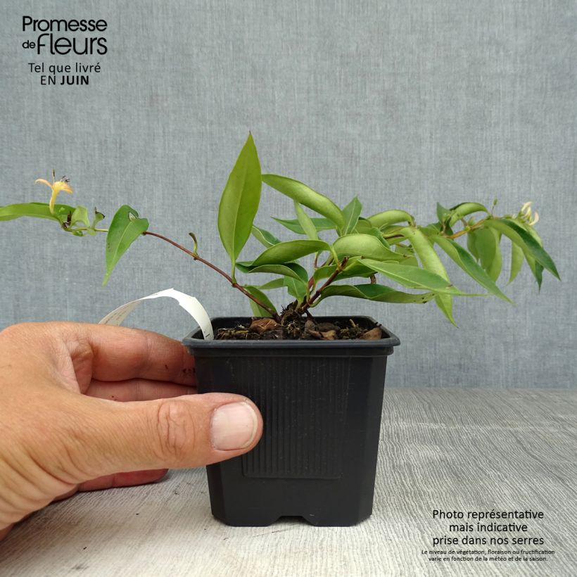 Esemplare di Lonicera henryi Marinella - Caprifoglio Vasetto da 8/9 cm consegnato in estate