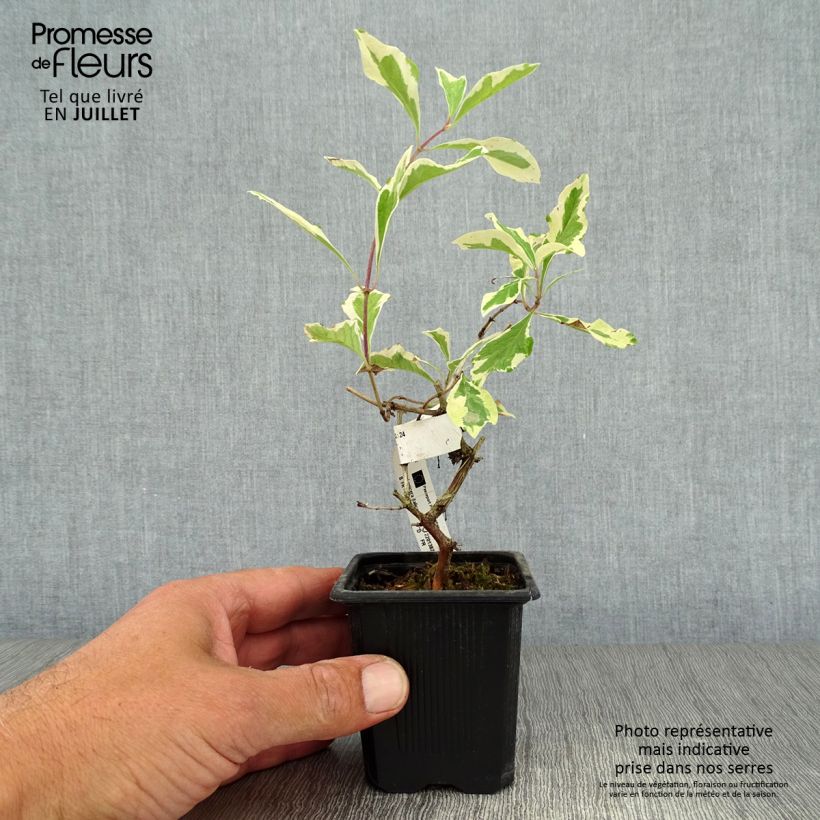 Esemplare di Lonicera caprifolium var. Italica Harlequin - Caprifoglio Vasetto da 8/9 cm consegnato in estate