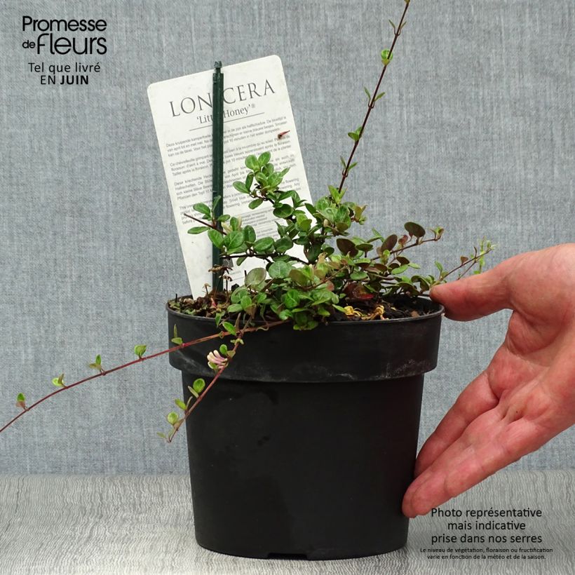 Esemplare di Lonicera crassifolia Little Honey - Caprifoglio Vaso da 2L/3L consegnato in estate